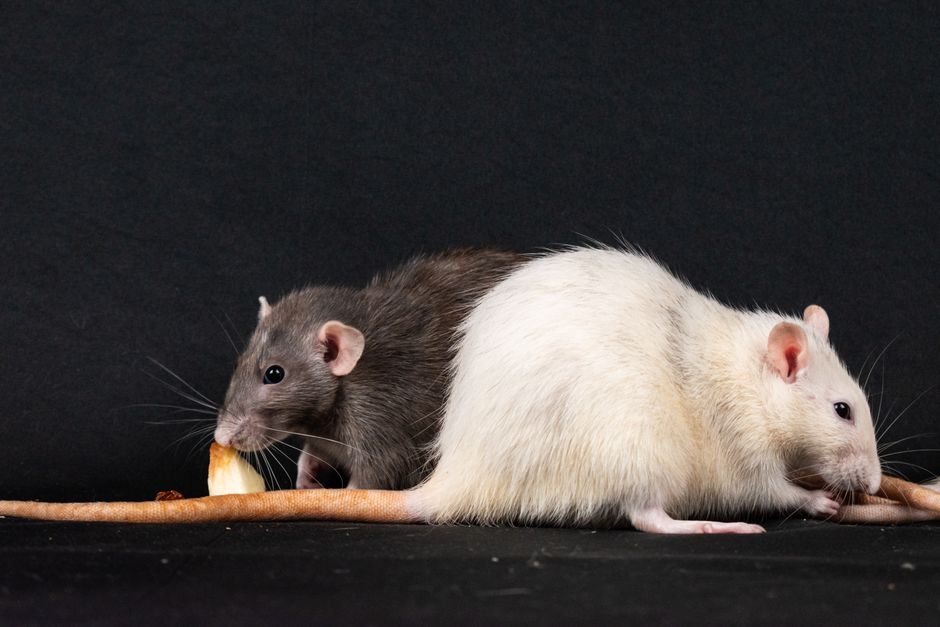 Two pet rats enjoying food against a black background, highlighting rodent companionship.