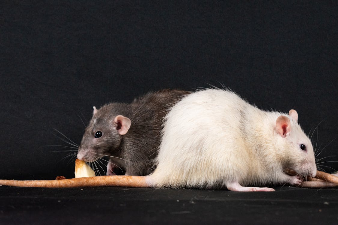 Close-up of Eating Rats · Free Stock Photo