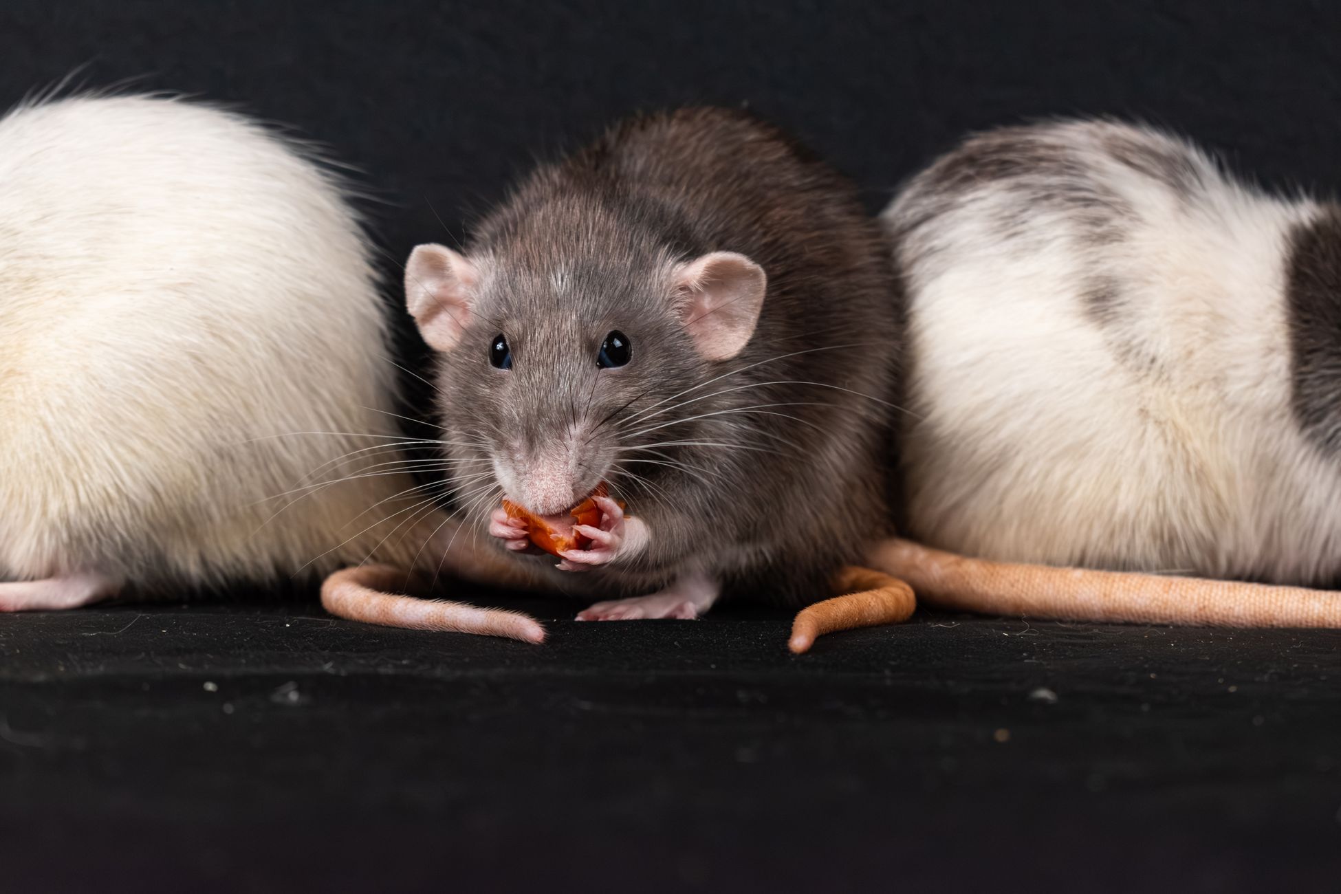 Beelden van ratten in pizzeria verspreiden zich online
