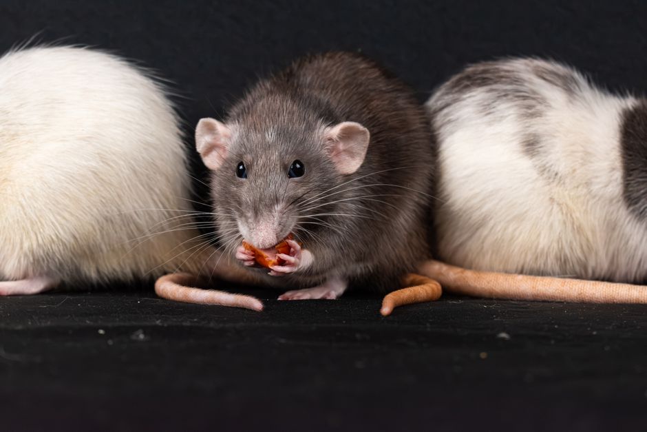 Lazarus RemotePE RAT