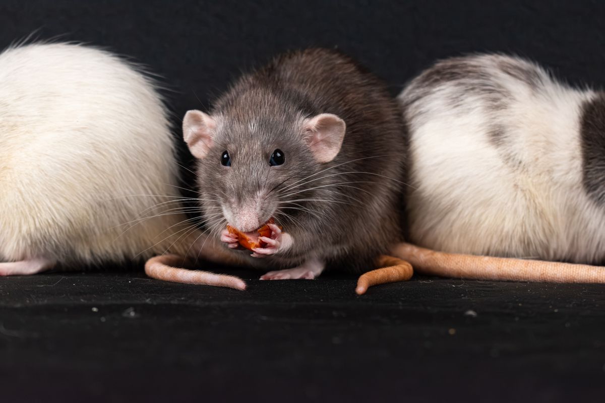 Savannah Rodent Control team professionals in Savannah, Georgia