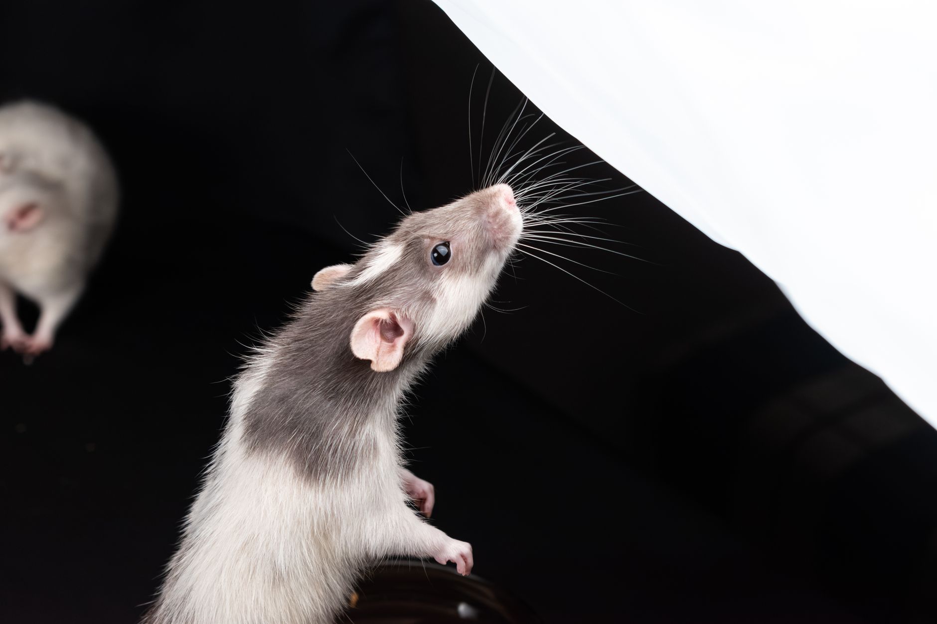 Veterinarian examining a rat during a checkup