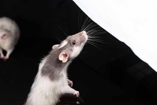 Close-up of a curious rat against a dark background, showcasing its whiskers.