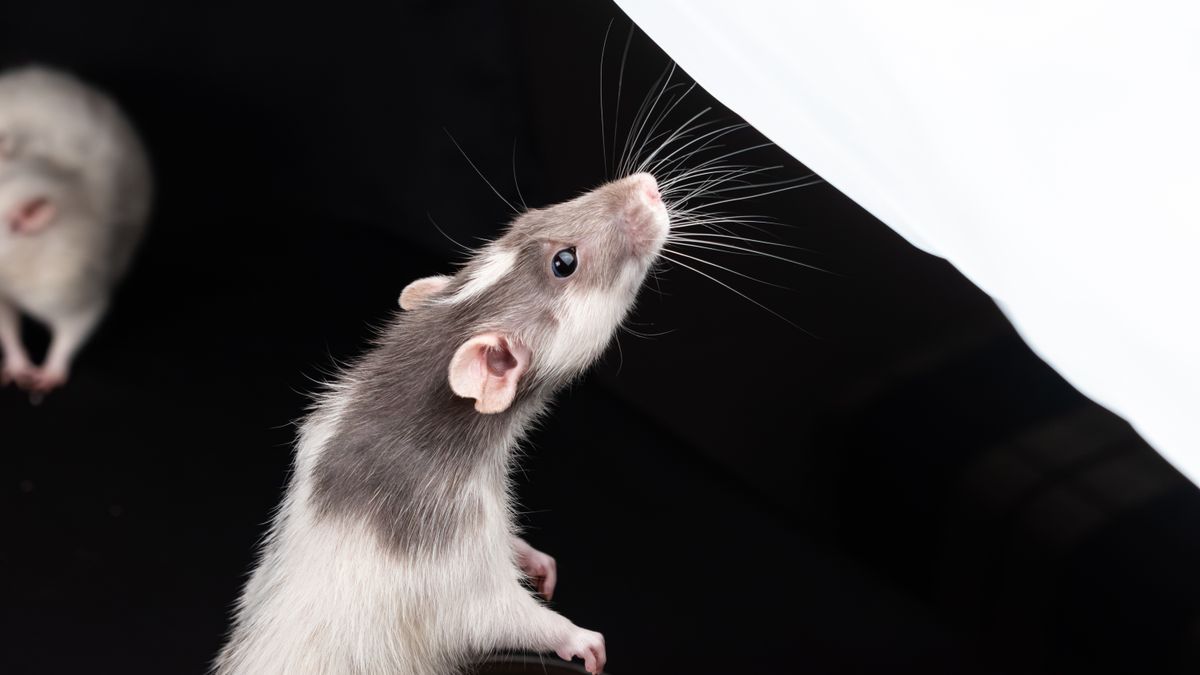 Close-up portrait of a domestic fancy rat showing ears coat and whiskers