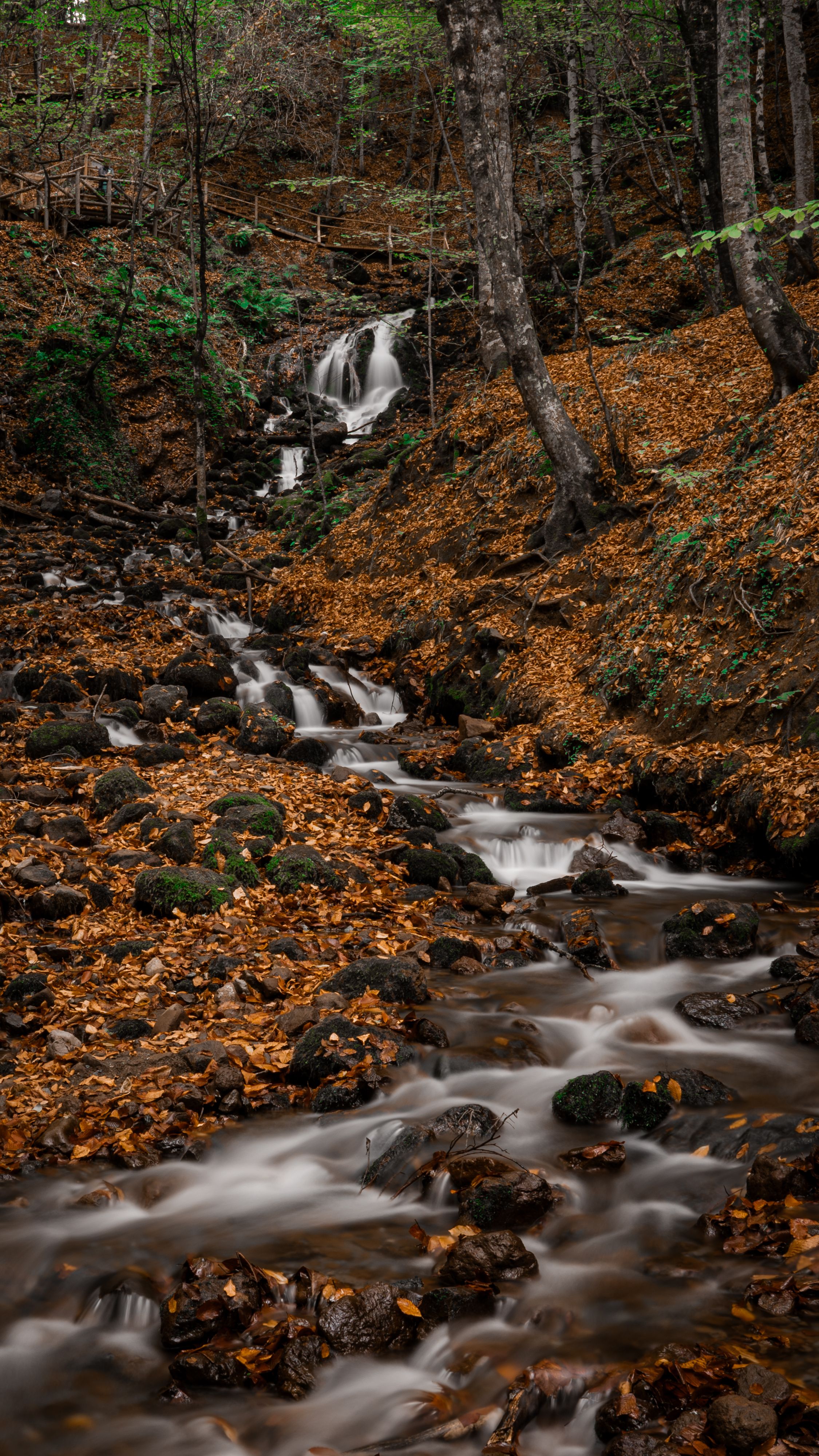 A stream flowing through the woods with leaves on the ground · Free ...