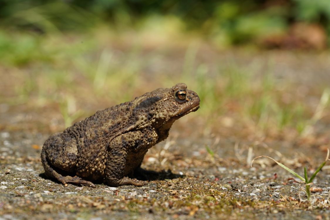 Toad Jpg Close-up of a Sitting Common Toad · Free Stock Photo