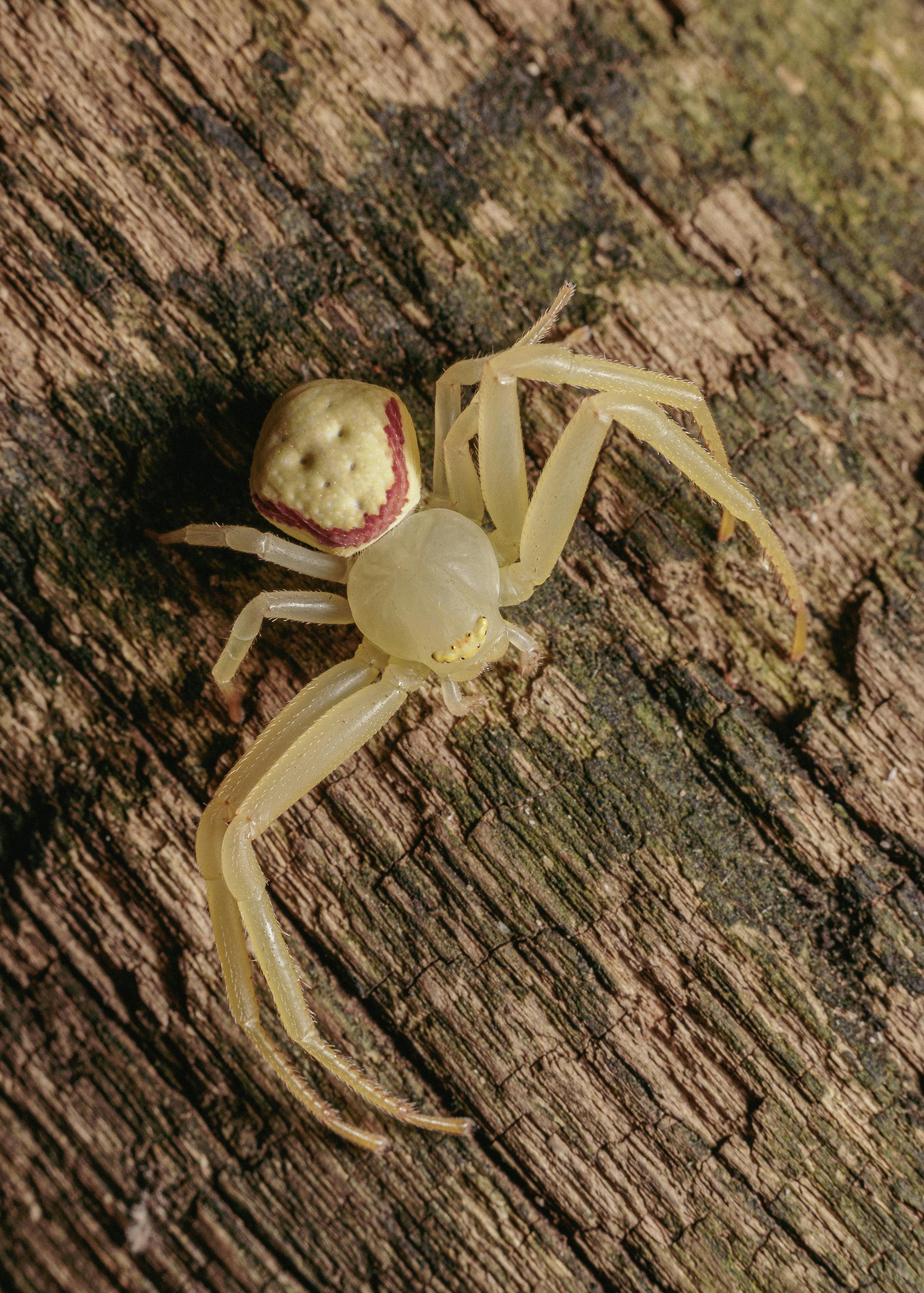 Aphonopelma