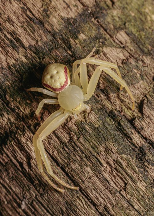 Free Close-up of a goldenrod crab spider (Misumena vatia) on tree bark. Stock Photo