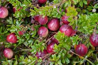 Vibrant close-up of ripe cranberries and green leaves, showcasing nature's growth.