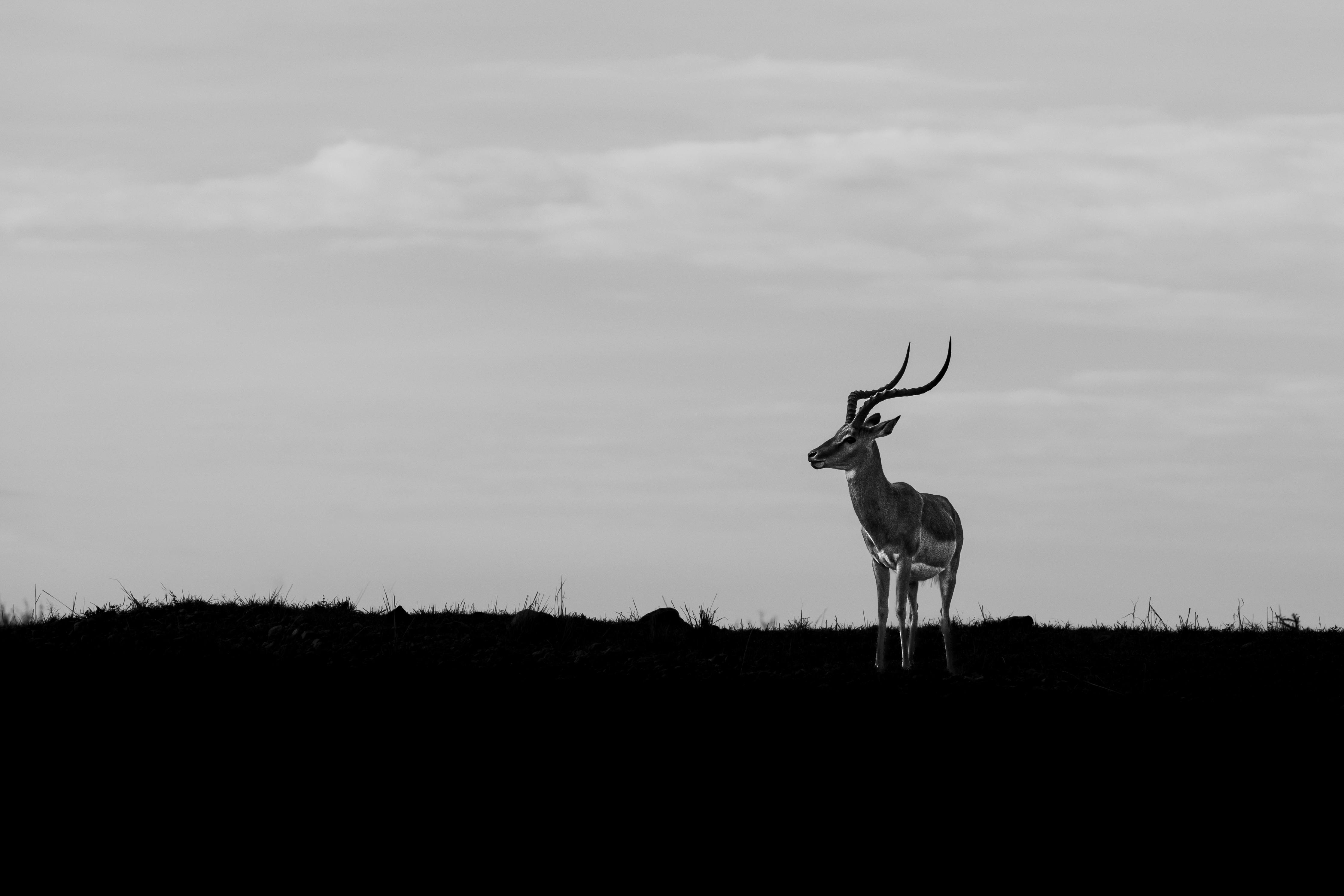 Silhouette of an antelope standing on a grassland horizon in a black and white photograph.