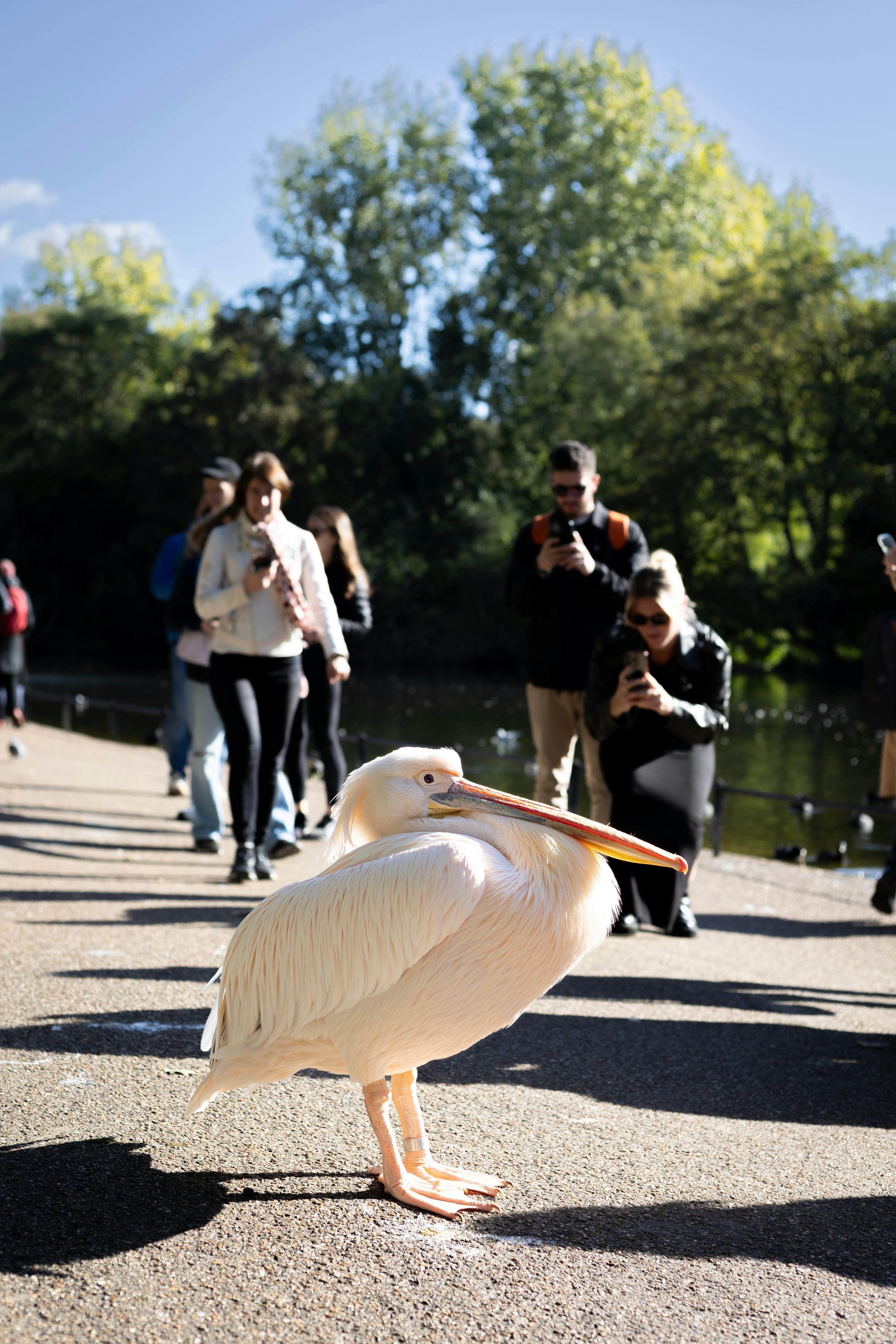 A great white pelican at a bustling lakeshore park surrounded by people and nature.
