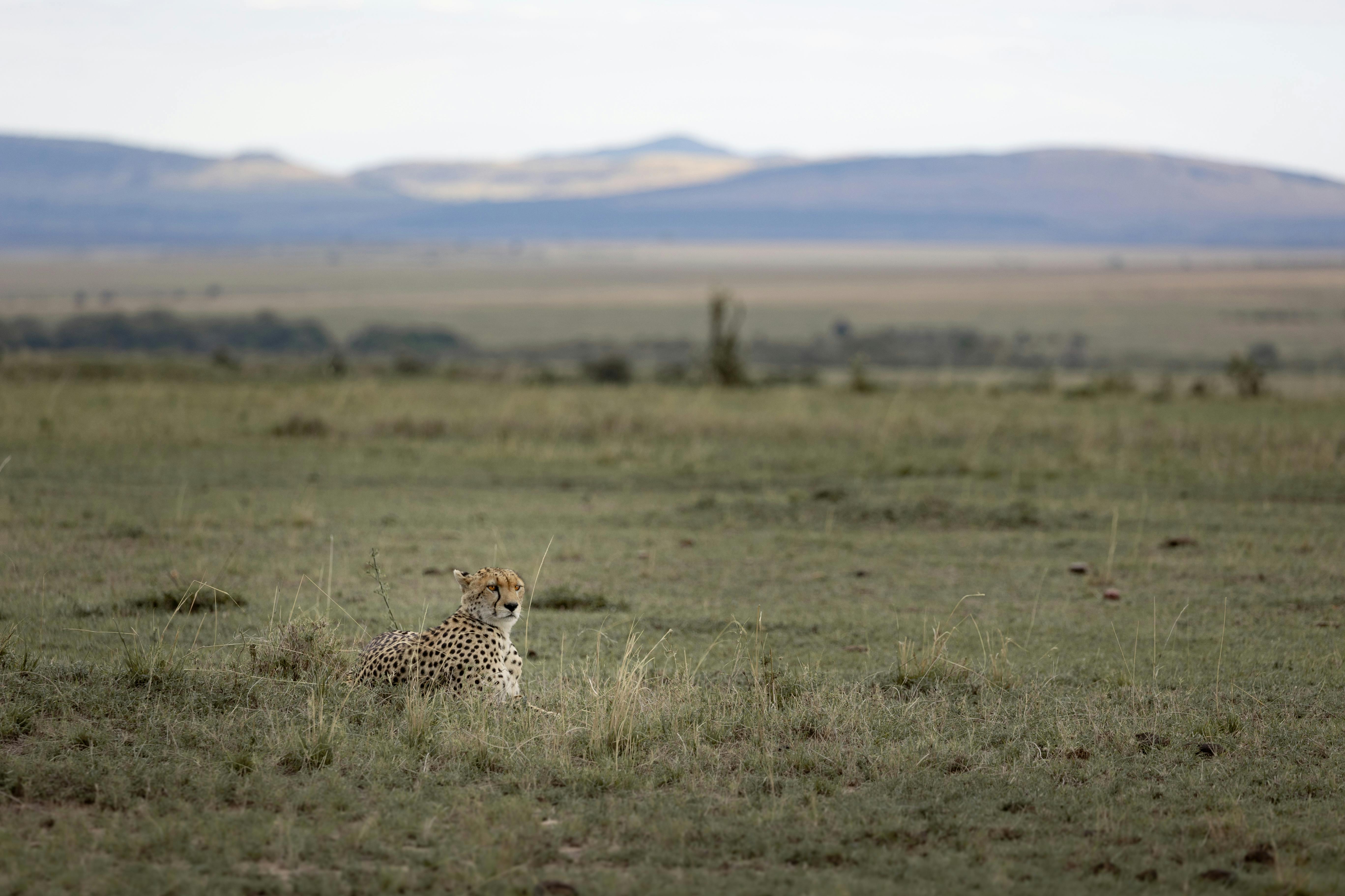 cheetah lying in the savanna