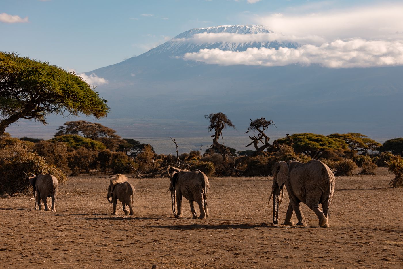 Elephants crossing open grassland in Amboseli, Kenya, with dry scrub and hills behind.