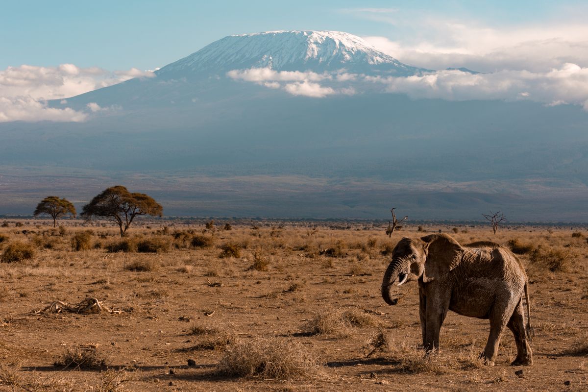 Elephant walking across the savannah with Mount Kilimanjaro rising in the background