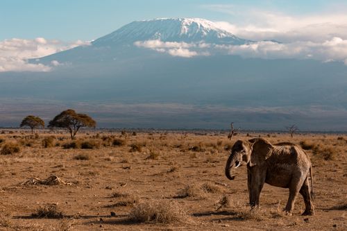 Free Elephant roaming the savanna with Mount Kilimanjaro in the background, showcasing the beauty of African wildlife. Stock Photo
