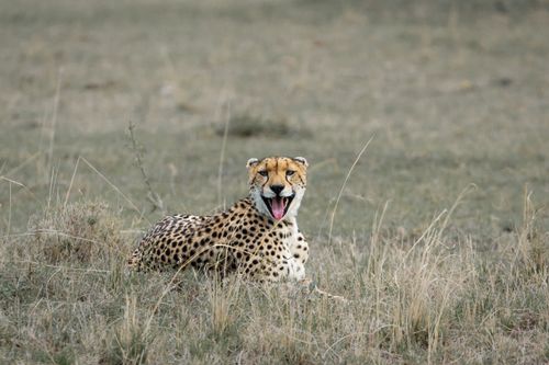 Free A cheetah resting in the savanna, showcasing its natural habitat. Wildlife photography at its finest. Stock Photo