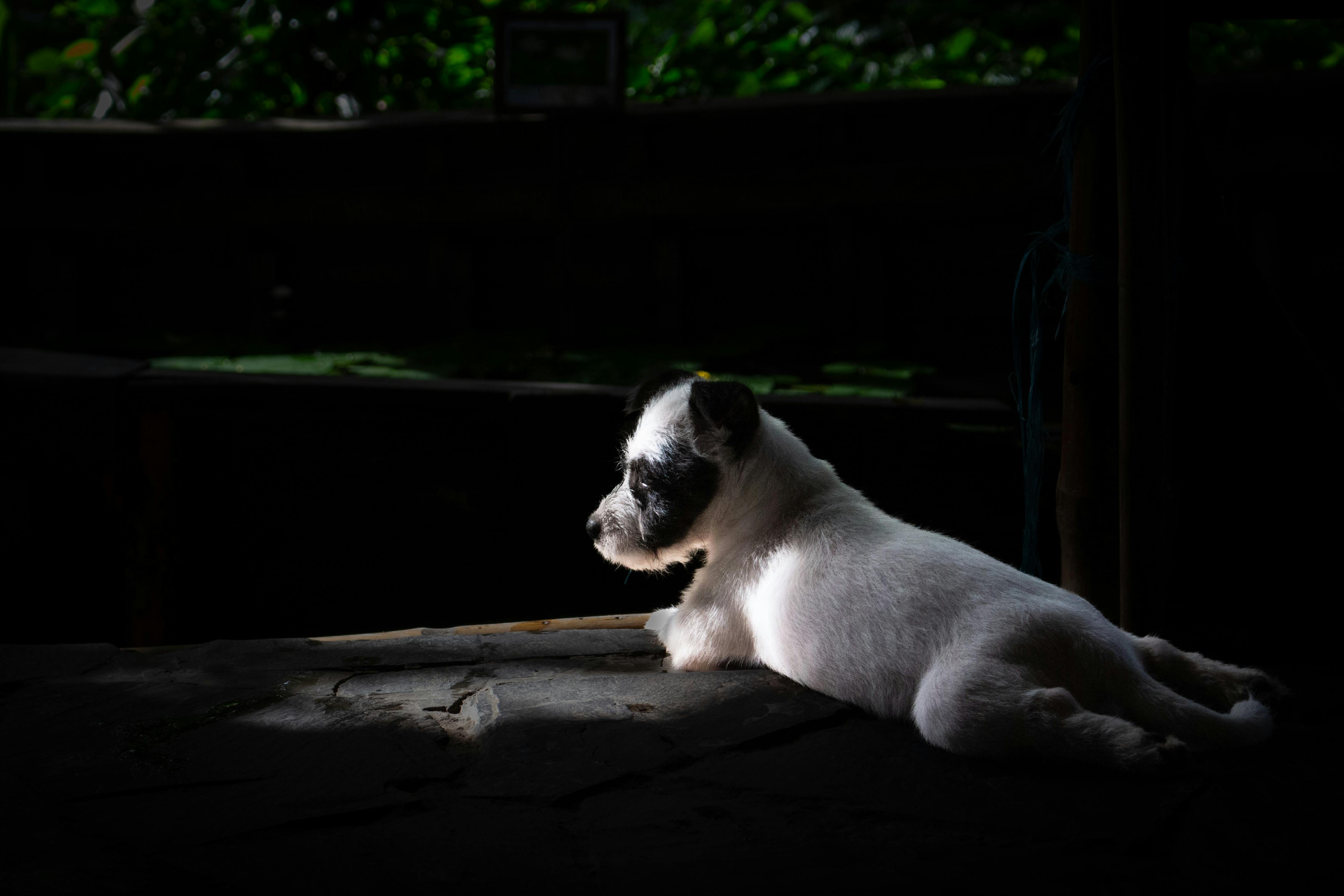 Parson Russell Terrier Lying in Shadow