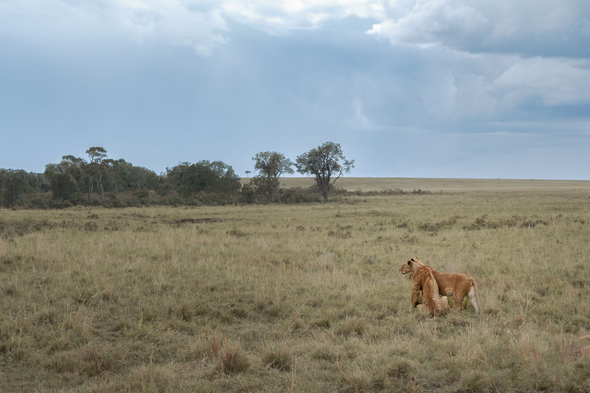 Two lions exploring the vast African savanna on a cloudy day.