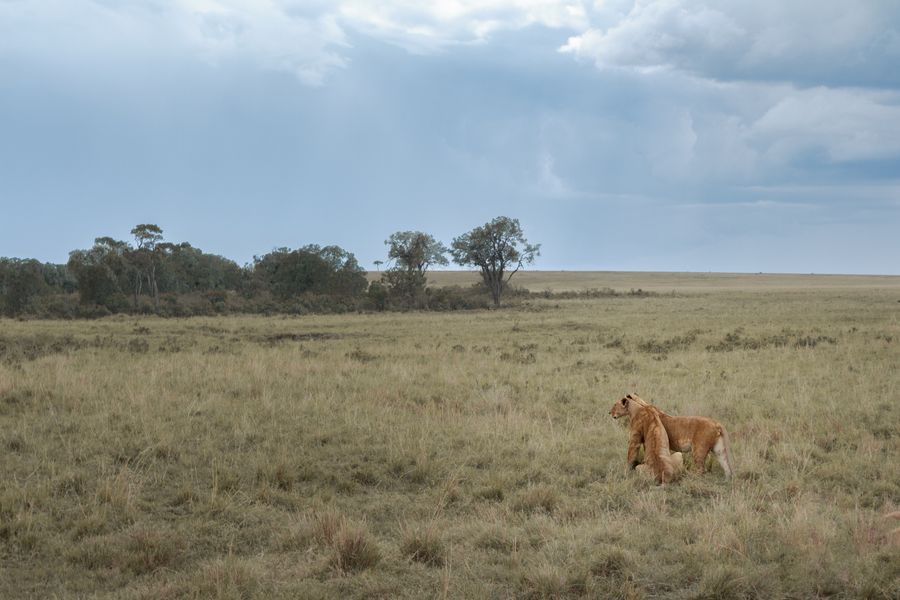 Lion resting in Queen Elizabeth National Park, Uganda