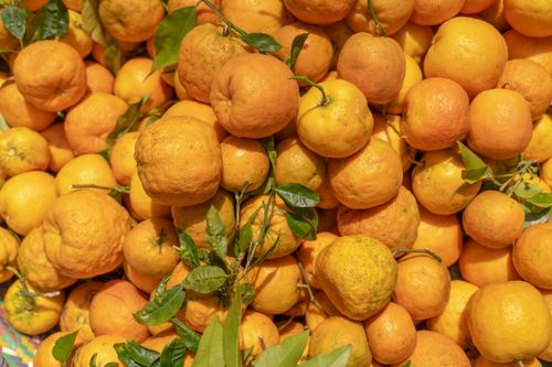 Free Close-up of fresh tangerines with leaves at a market in Rasht, Iran. Stock Photo