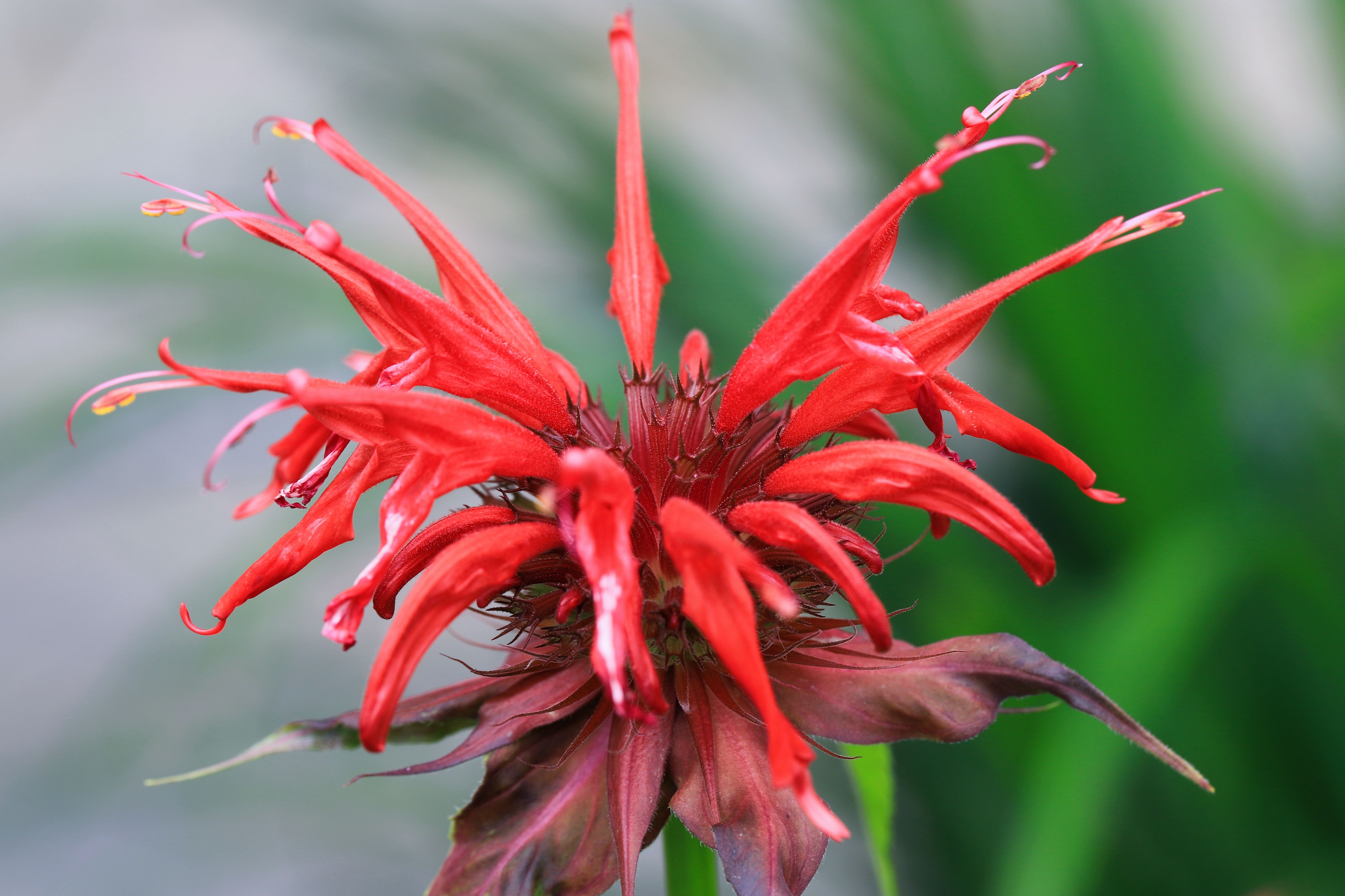 Bee balm bee balm attracting dragonflies in a backyard garden