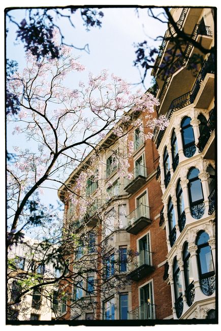 A vivid urban scene featuring ornate residential buildings alongside blossoming trees against a clear sky.