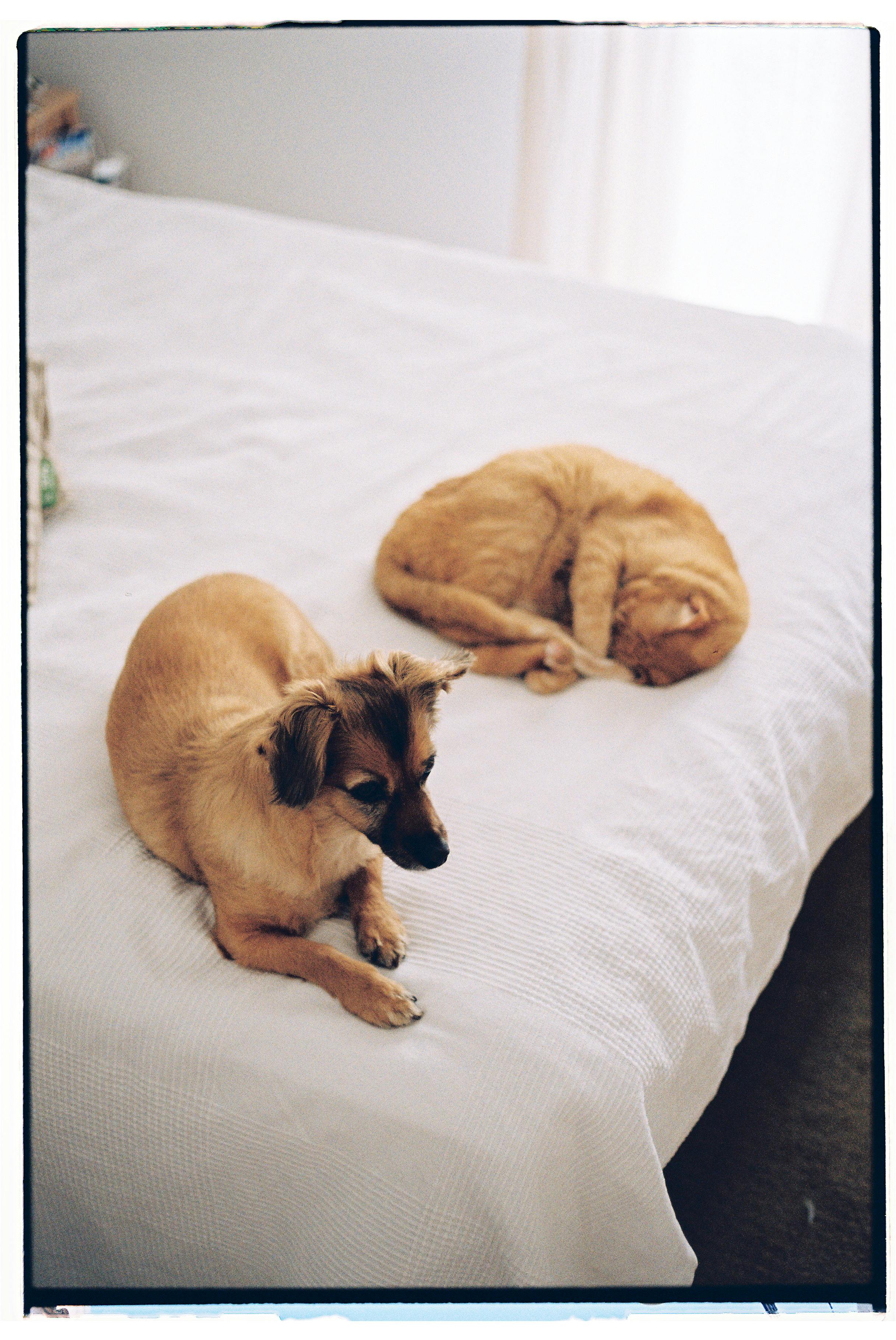 Free Dog and a Cat Relaxing on a Bed Stock Photo