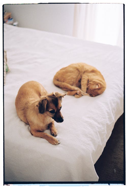 Free Dog and a Cat Relaxing on a Bed Stock Photo