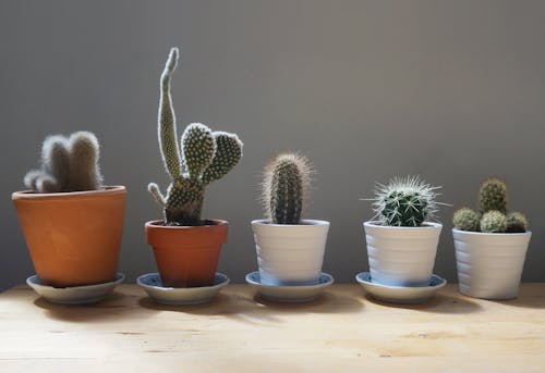 gratis Verschillende Cactusplanten Stockfoto