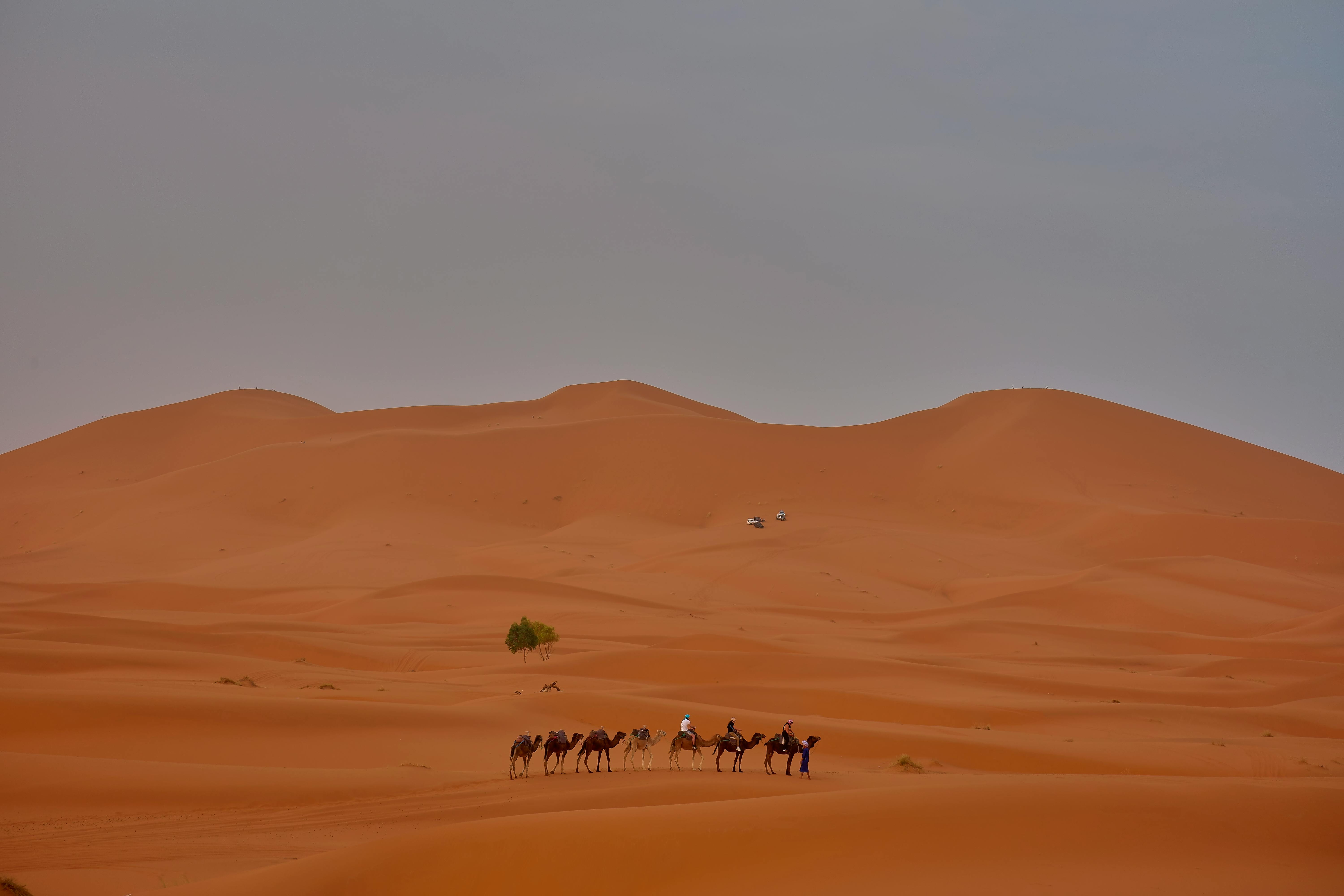 Camel ride in desert caravan in barren Morocco landscape