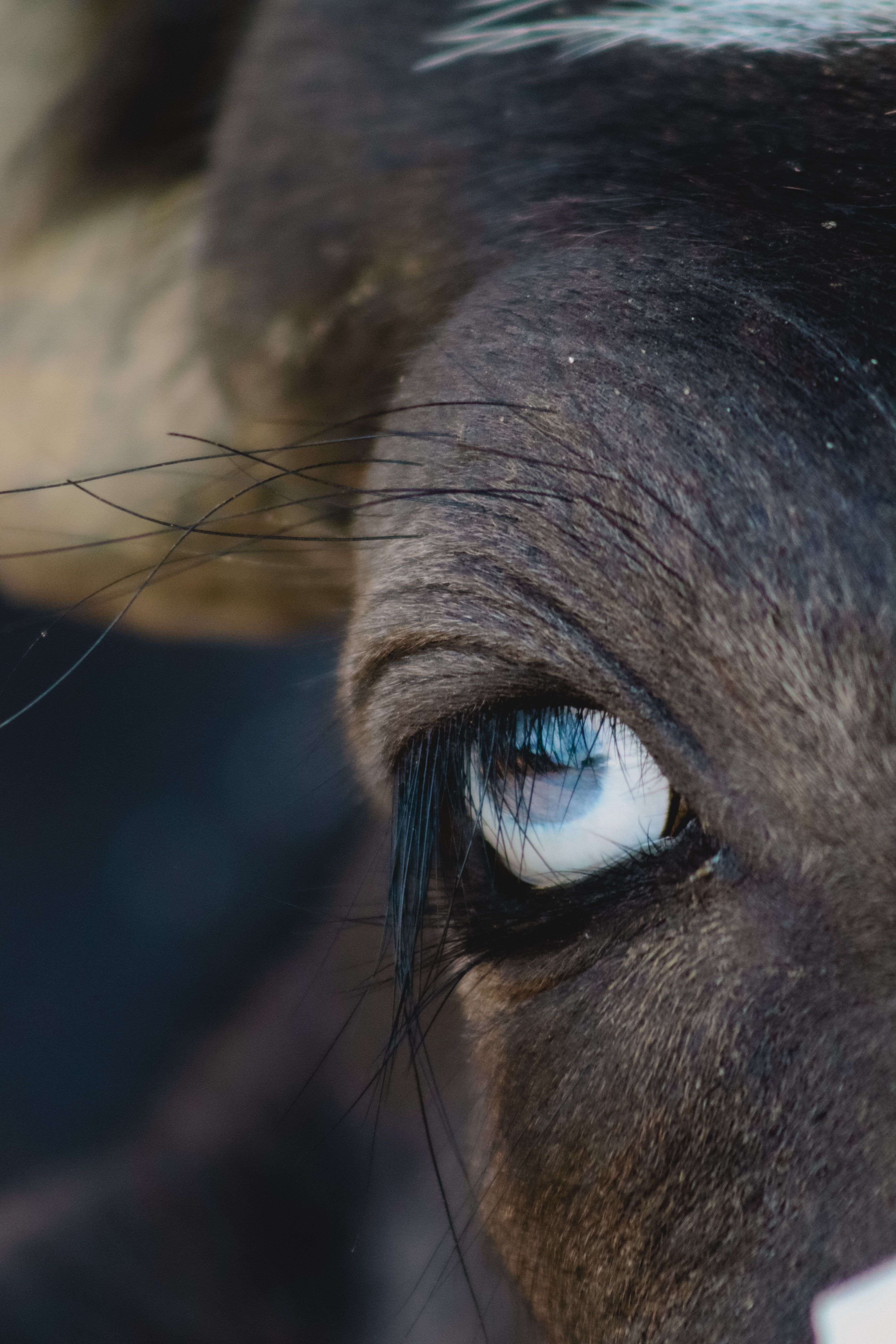 A detailed close-up of a bull's eye, capturing its natural texture and color.