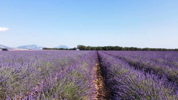 Lavender fields (mid-June to mid-July) — Provence