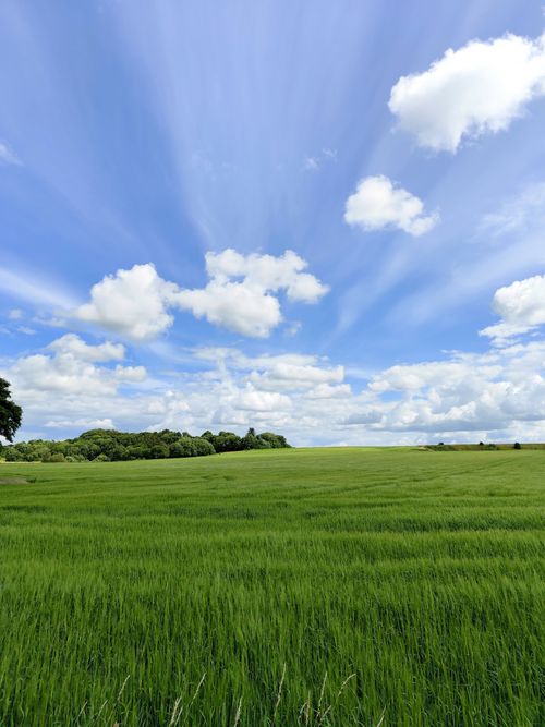 Free A vibrant meadow landscape with a blue sky and fluffy clouds on a sunny day. Stock Photo