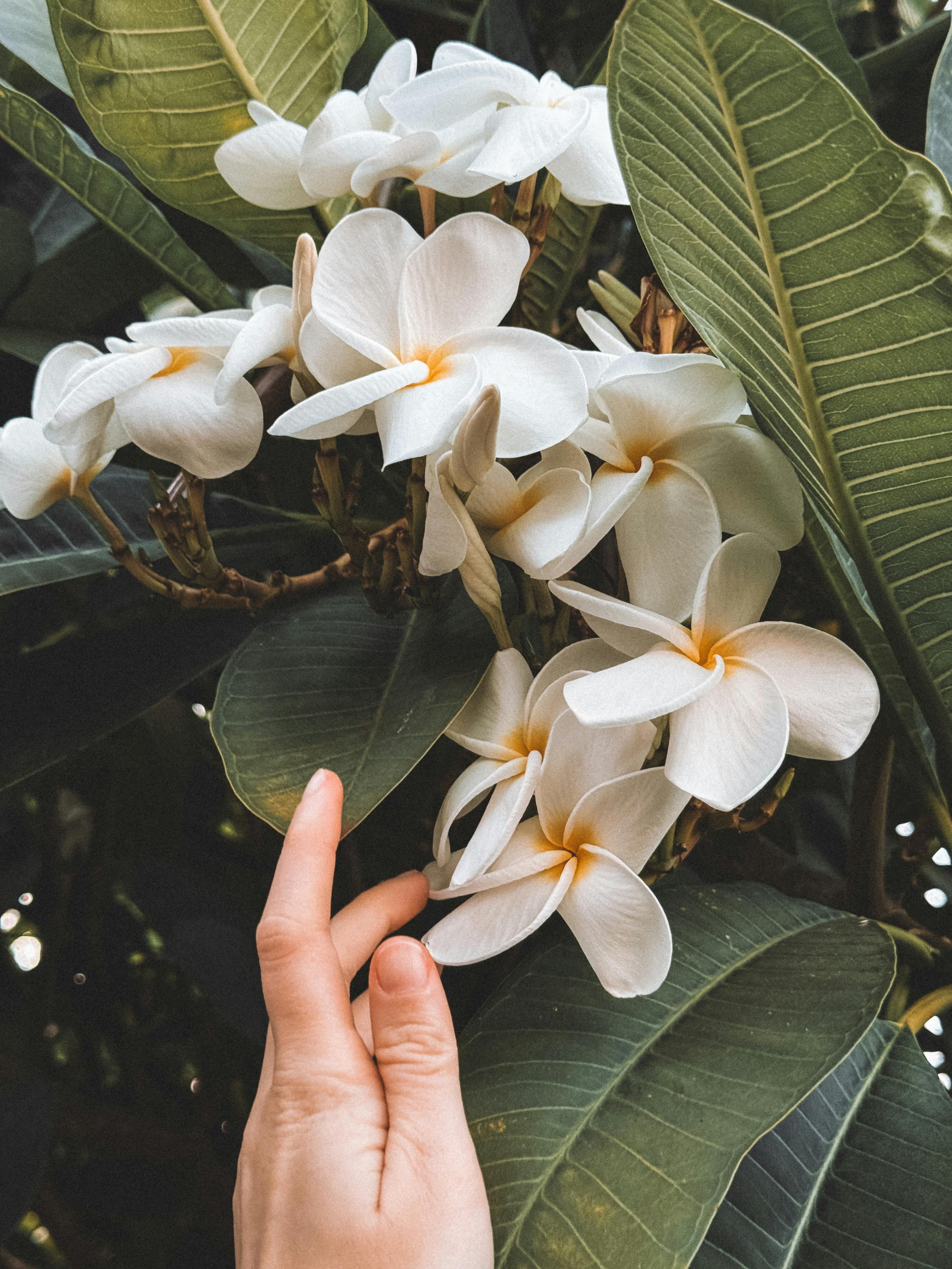 Close-up of a hand gently touching white frangipani flowers in Puerto Iguazú, Argentina.