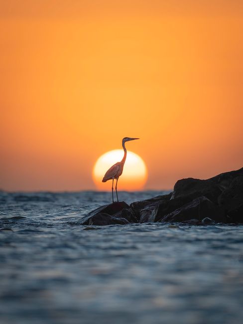 A heron stands on rocks by the sea as the sunset paints the sky orange.