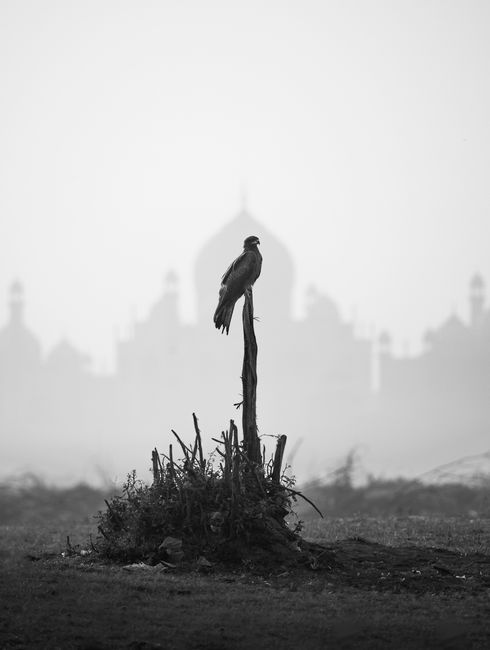 Silhouette of a bird perched against the backdrop of the Taj Mahal in black and white tones.