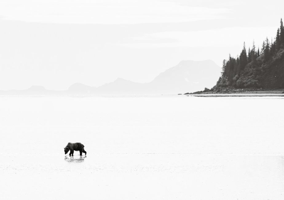 A lone bear walks along a serene lakeshore with distant mountains, captured in a striking black and white photograph.