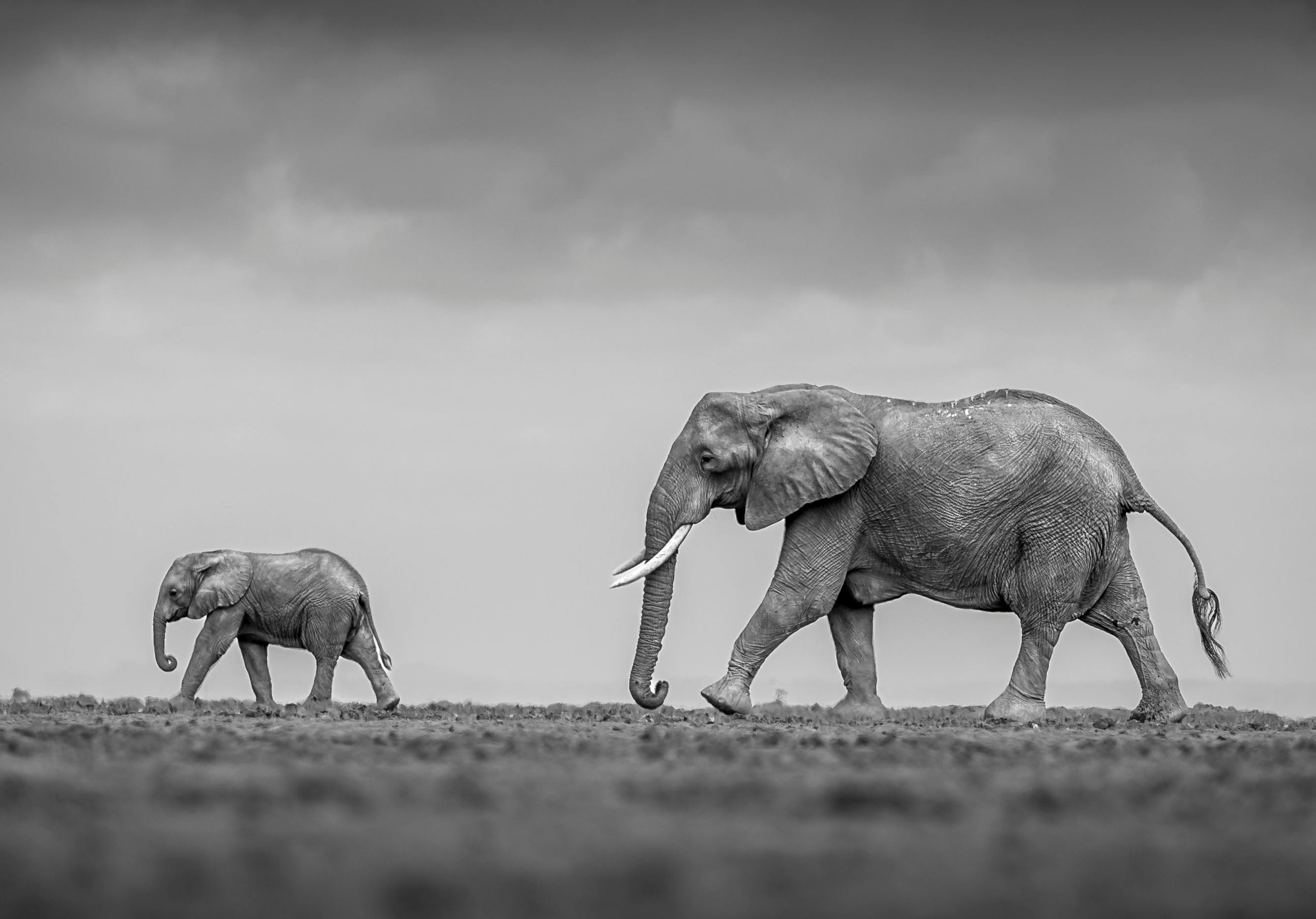 Kenya Safari Experience