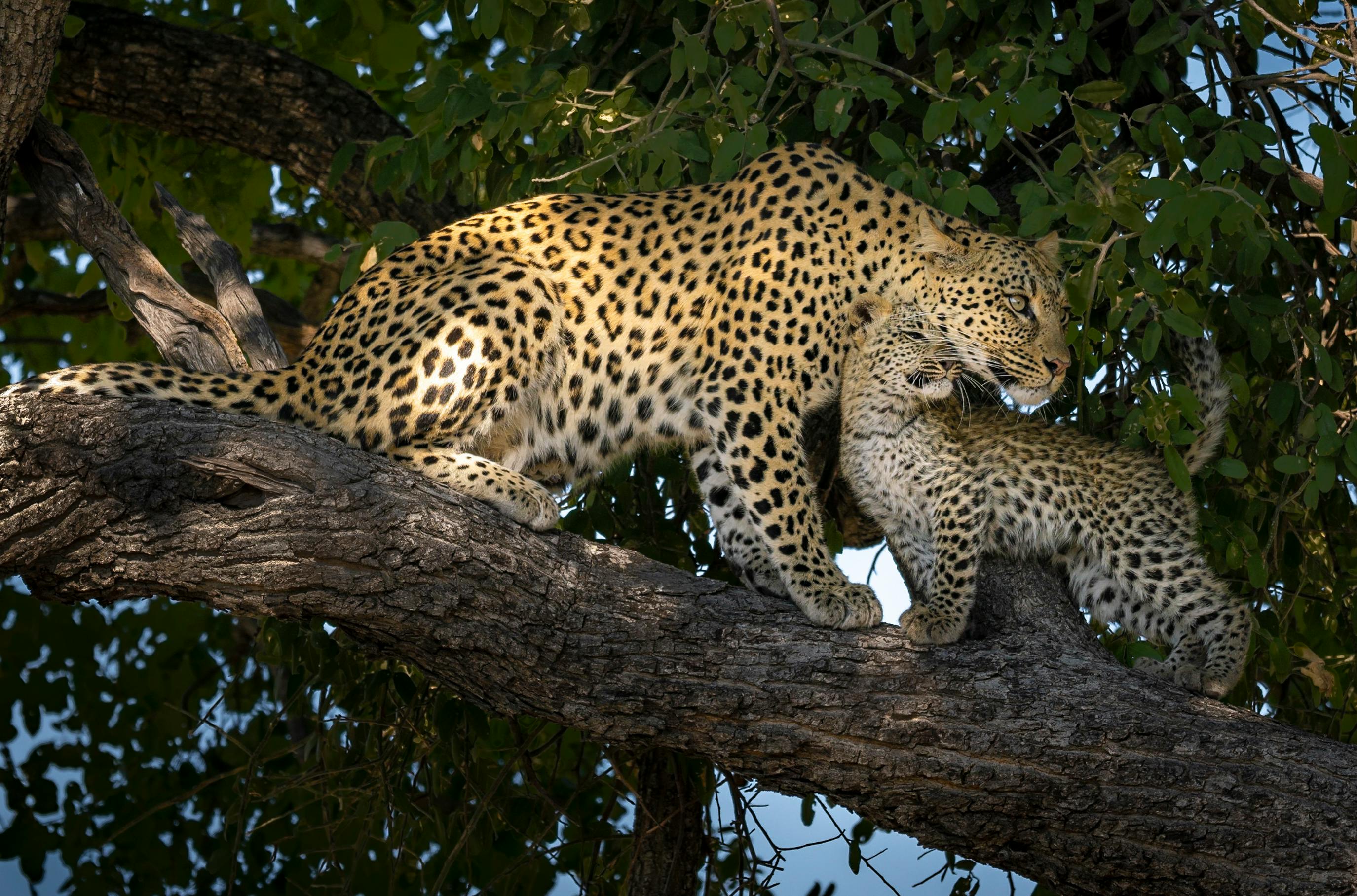 A leopard mother and cub share a tender moment on a tree branch.