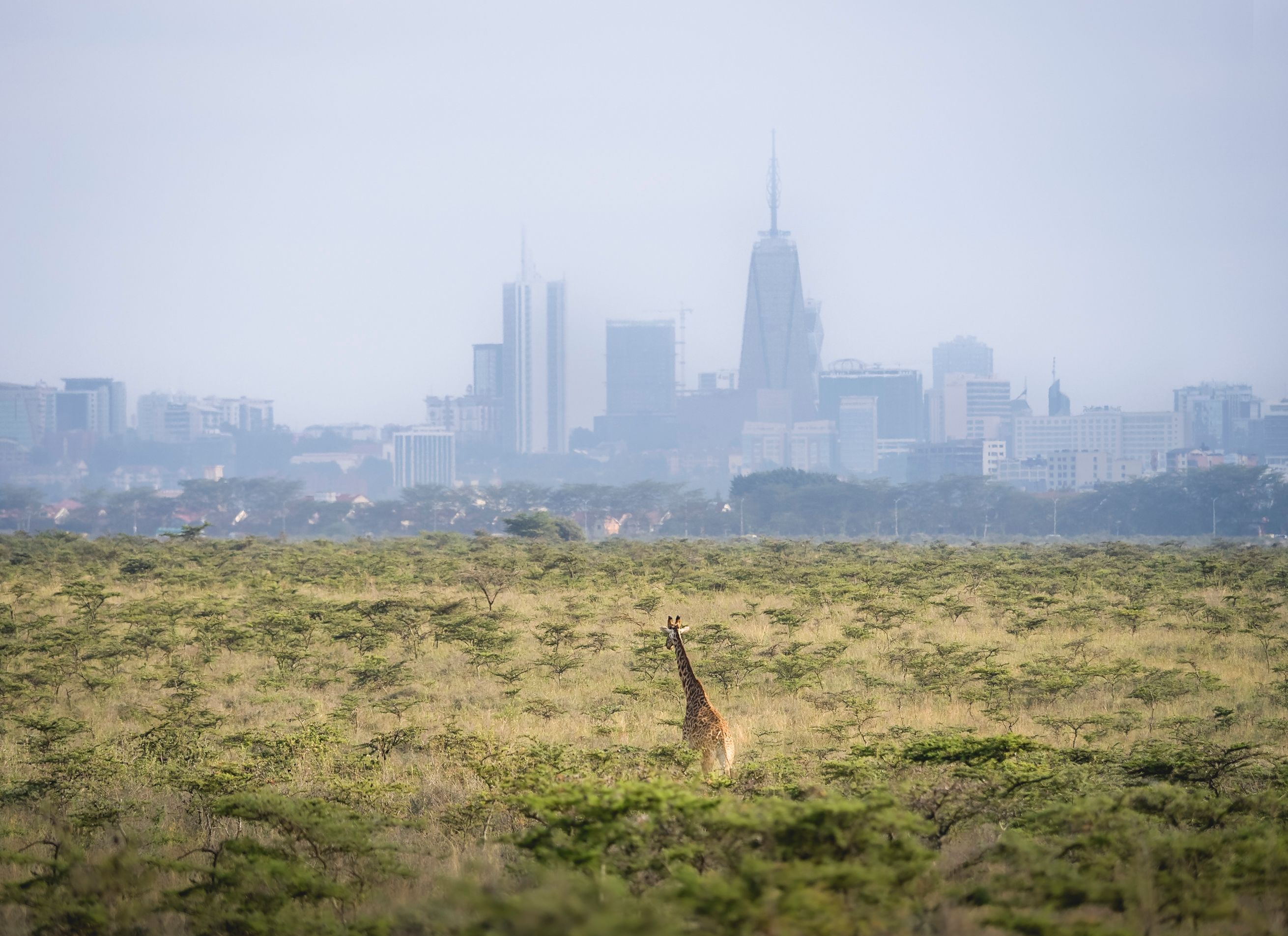 Serengeti