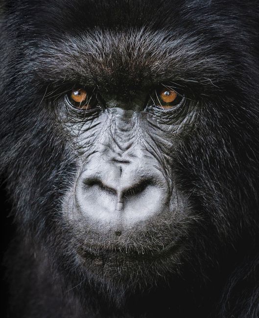 Intense close-up of a gorilla face capturing the essence of wildlife and nature.