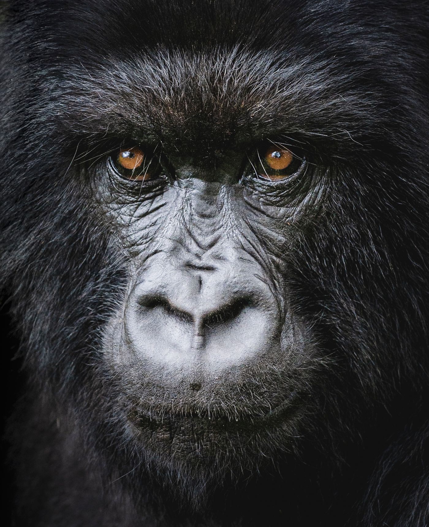 A mountain gorilla in dense forest, Albertine Rift