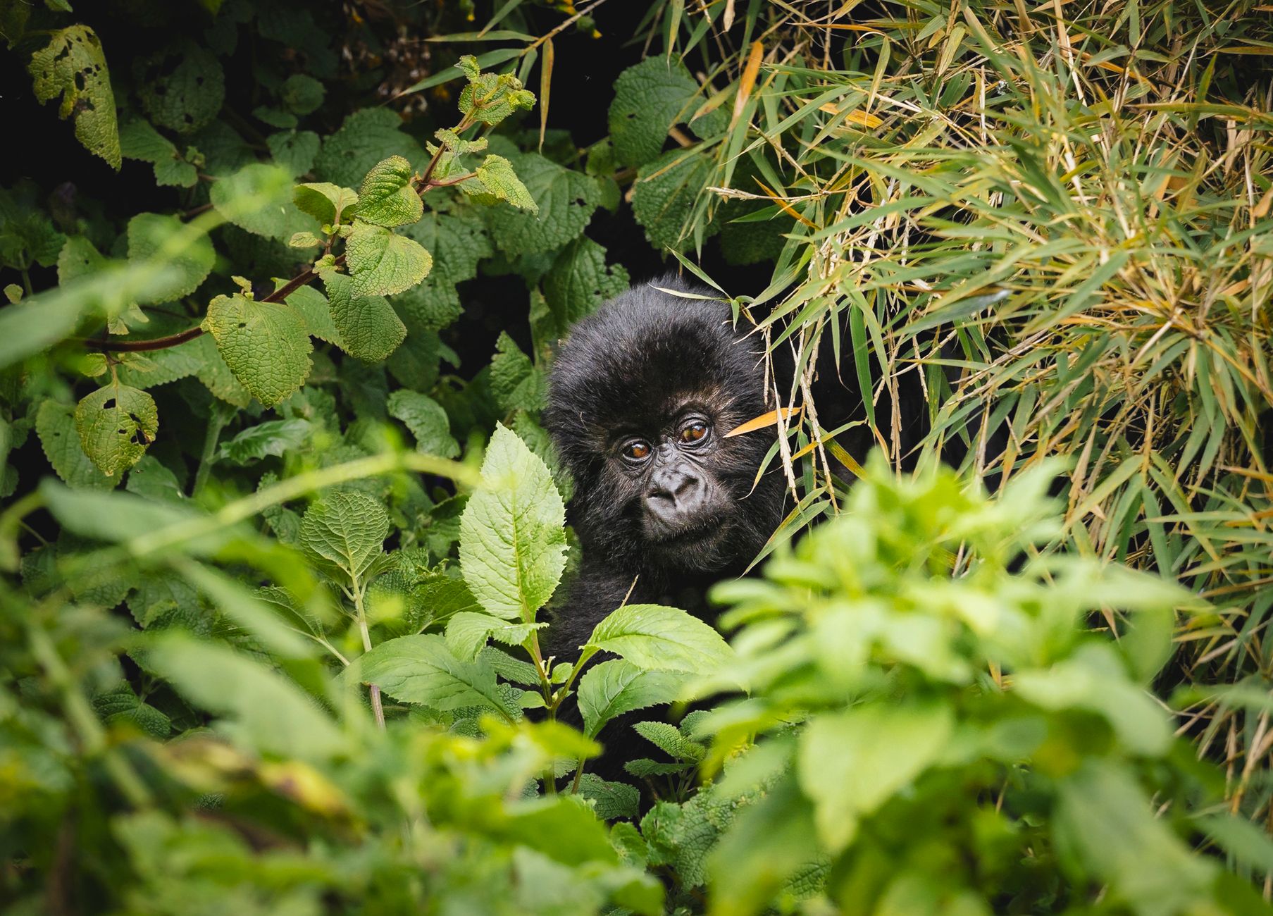 Close-up of a mountain gorilla peeking through dense foliage, showcasing wildlife in its natural habitat.