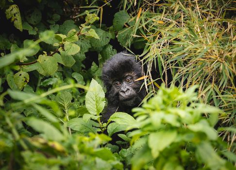 Lake Bunyonyi island canoe — Uganda — Bwindi Gorillas