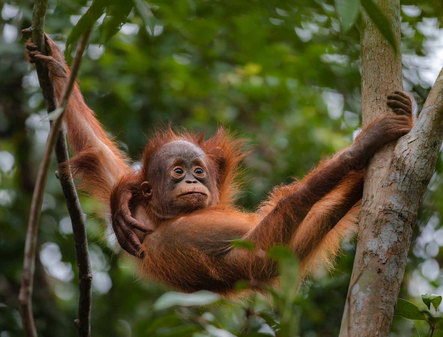 Borneo, Malaysia