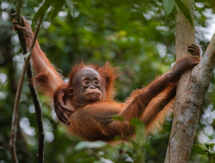 Baby Orangutan On Tree