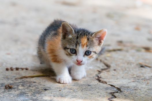 Charming young calico kitten with striking eyes curiously exploring its surroundings outdoors.