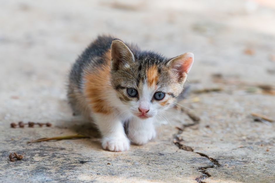 Charming young calico kitten with striking eyes curiously exploring its surroundings outdoors.