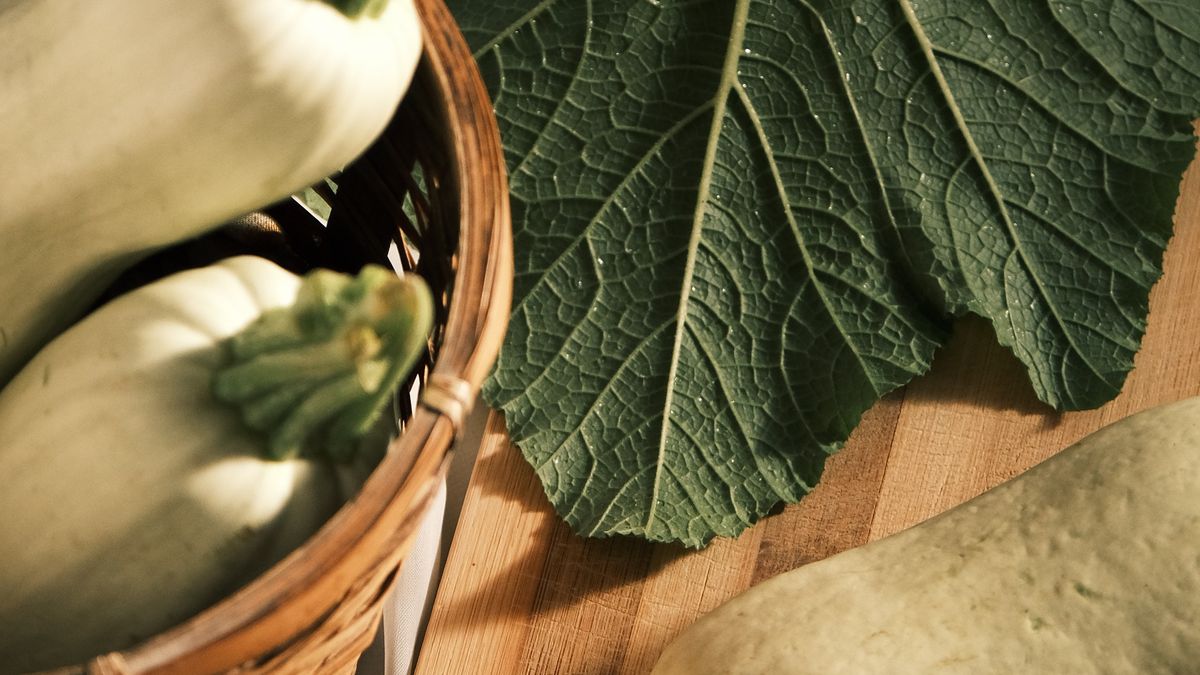 Oïdium courgettes traitement naturel bicarbonate - illustration