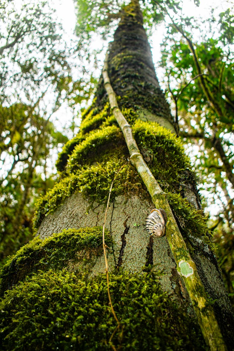 Moss On Tree Trunk In Forest